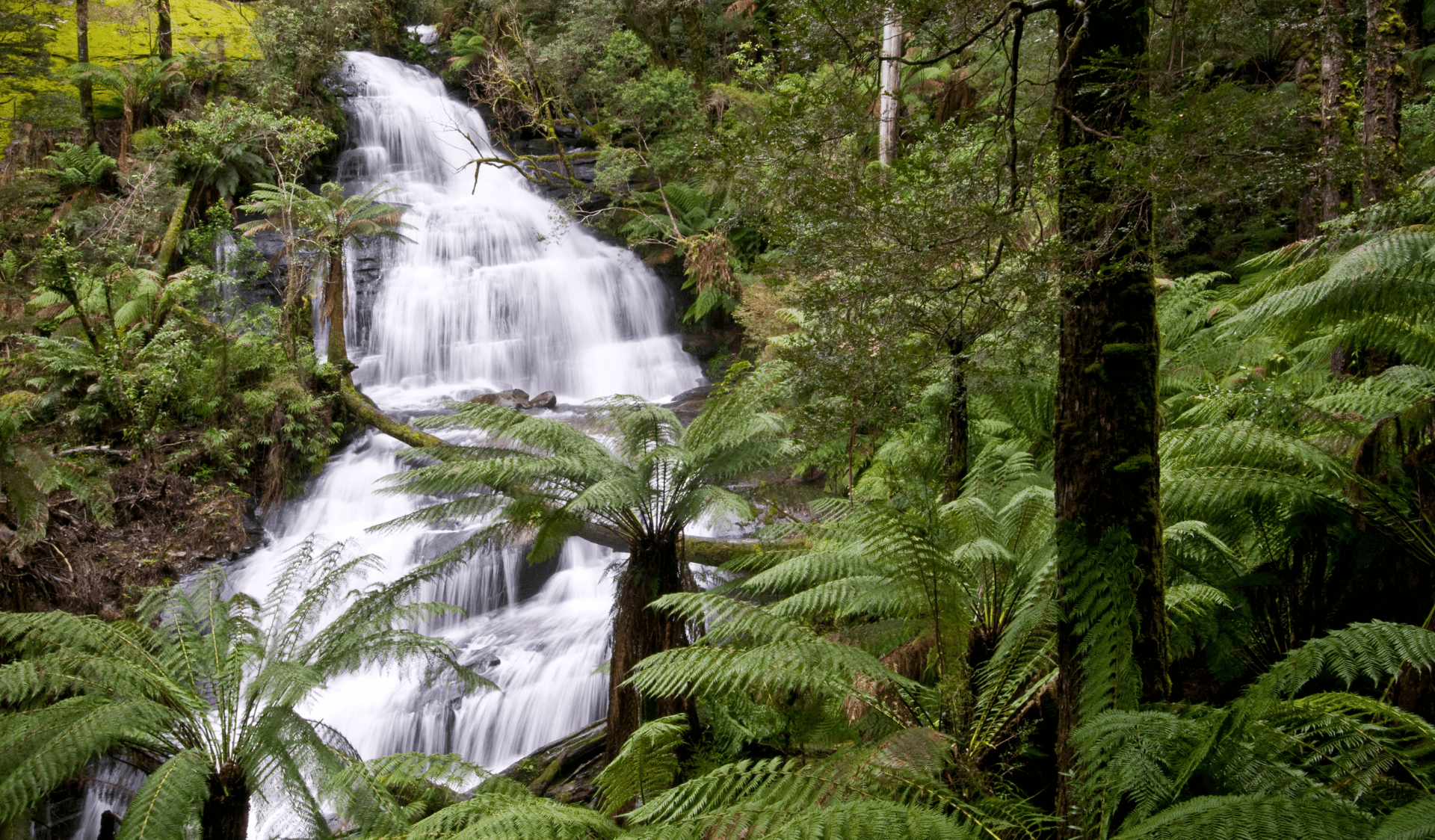 Cascading waterfall among bright green ferns.