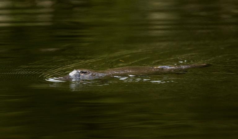 A platypus swims along the surface.