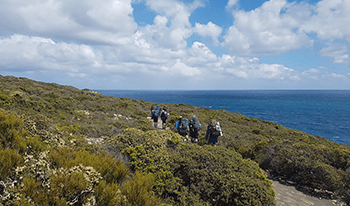 A line of hikers walk through scrub along the Great Ocean Walk walking track