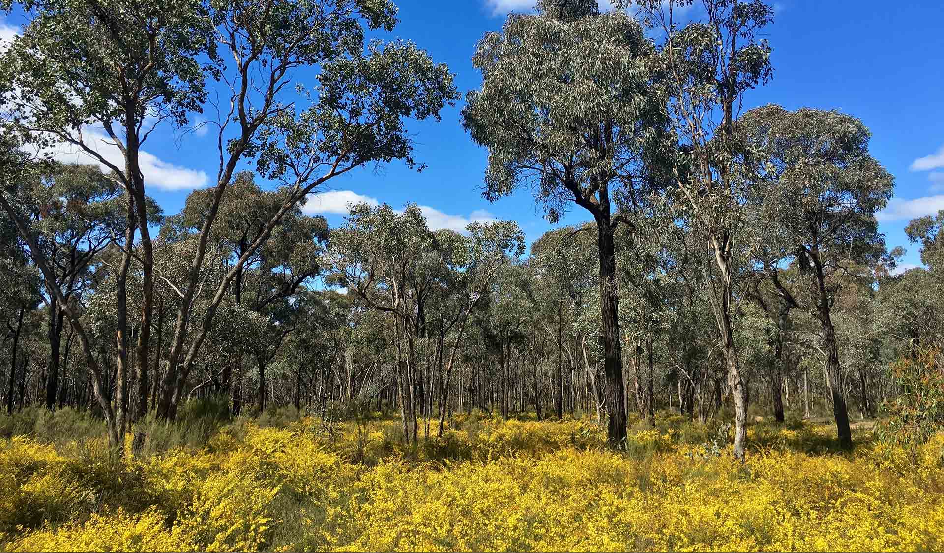Trees in the Greater Bendigo National Park.