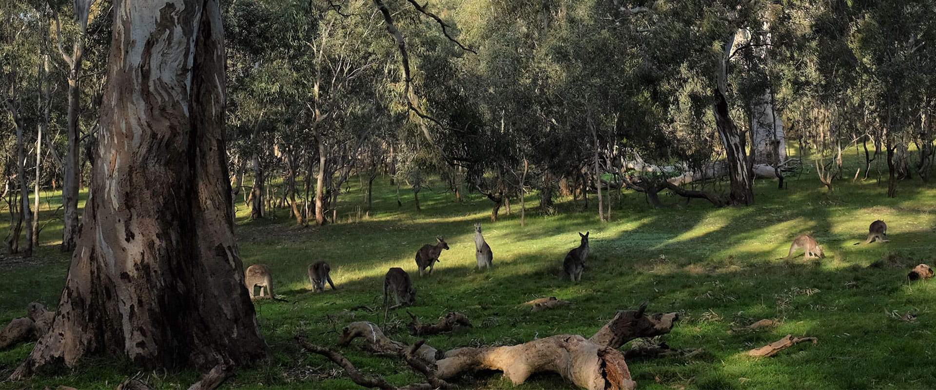 A dirt road leads towards a large mountain range that rises from rugged bushland.