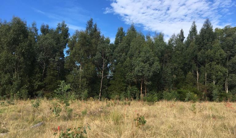 Grassland and trees