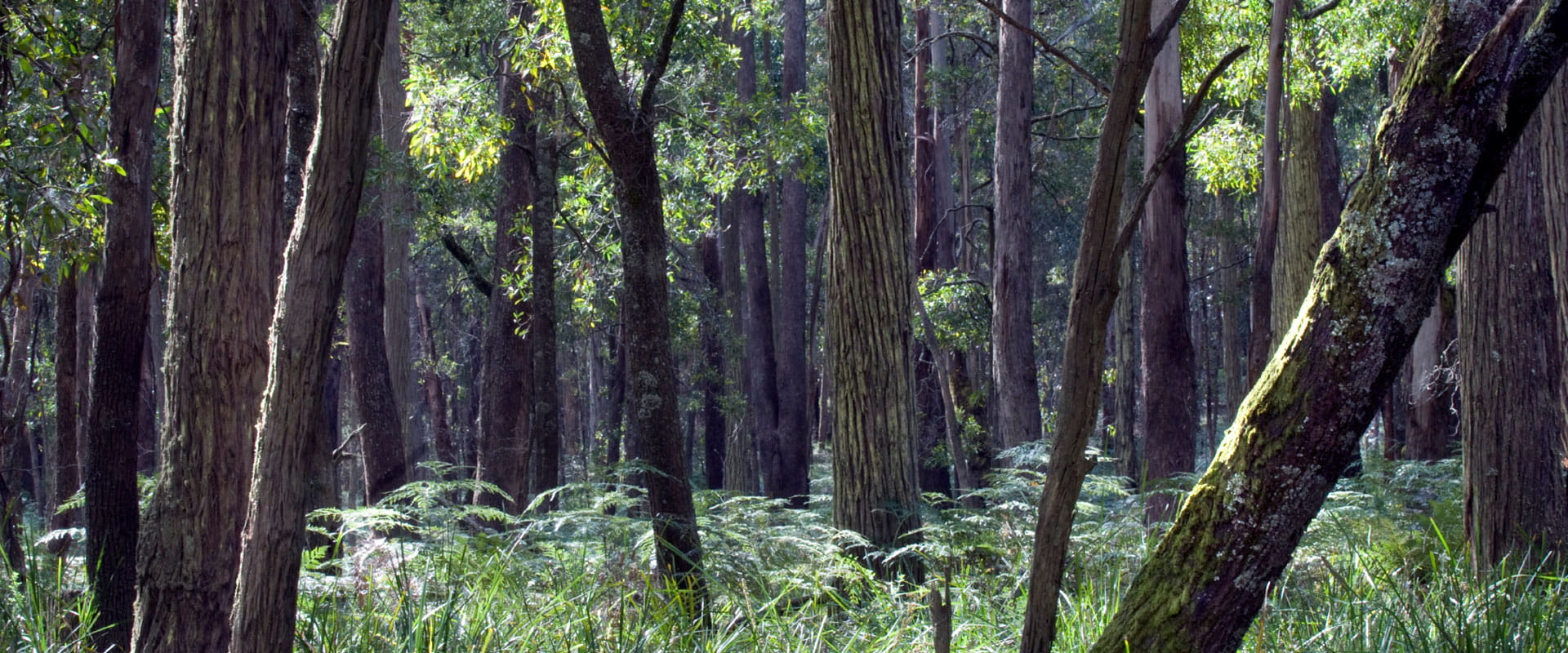 A thick scrubby rugged bushland with moss covered trees and small ferns.