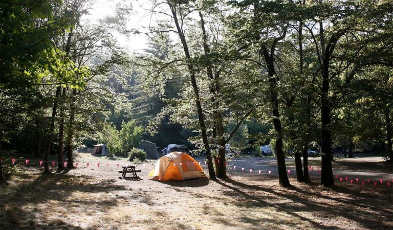 An orange tent sits beneath the trees in dappled sunlight.