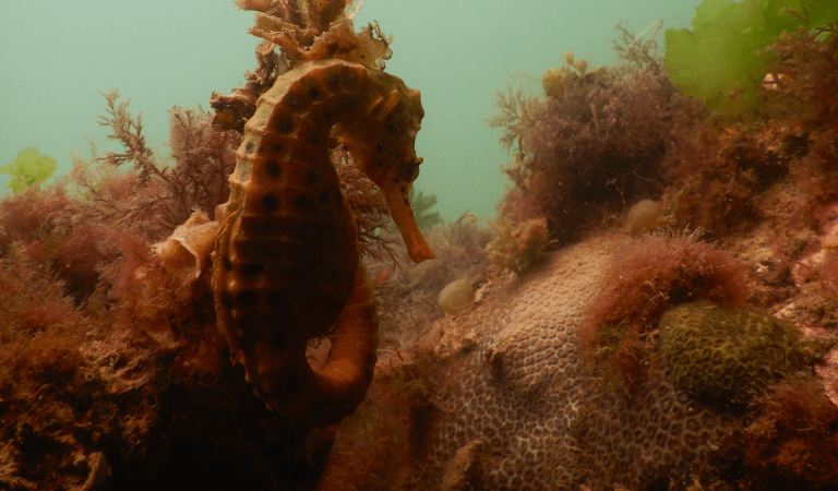 A pot-bellied seahorse blends in with the algae. Credit: Jill Wheeler