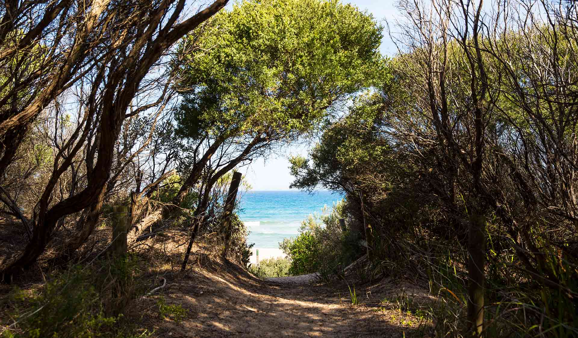 The walking track down to Lake Tyers Beach.