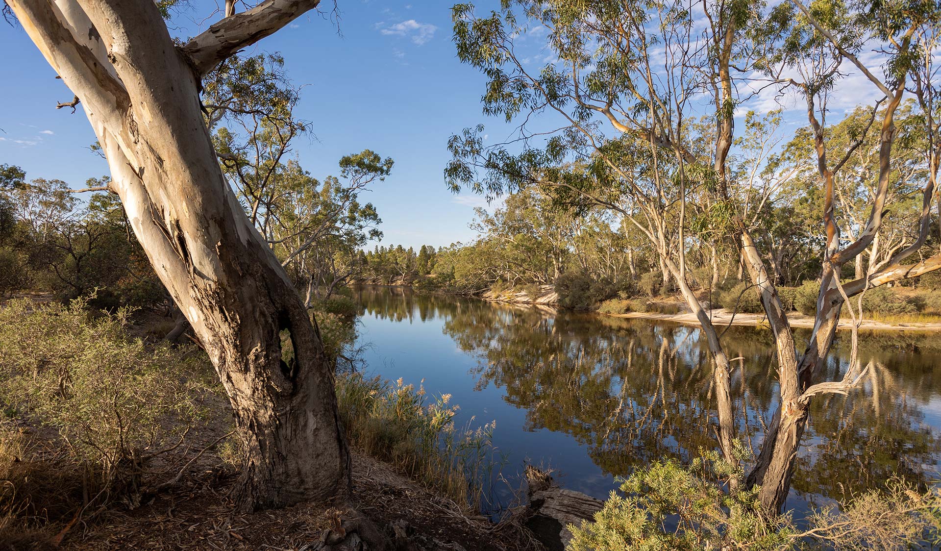 view of river and trees