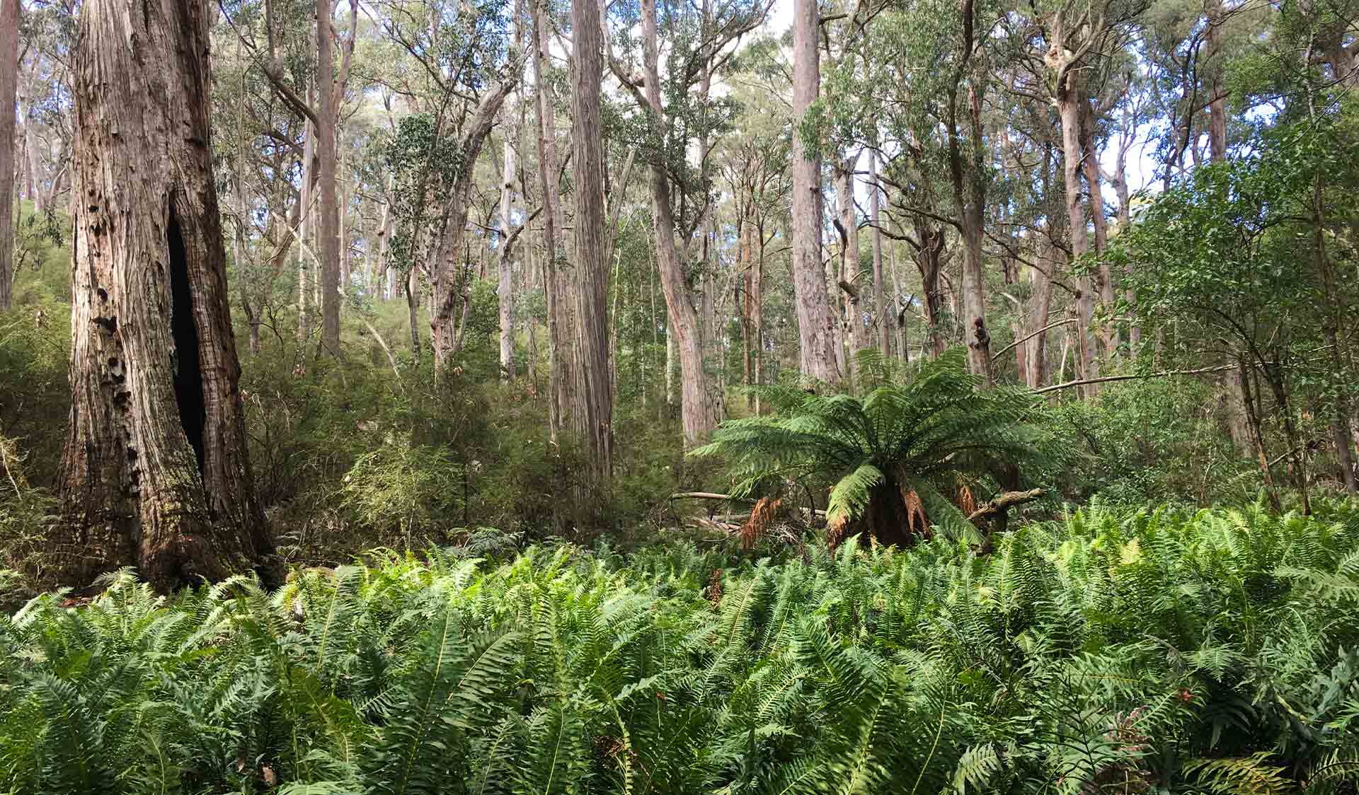 Messmate Forest at Spring Creek in Mount Samaria State park