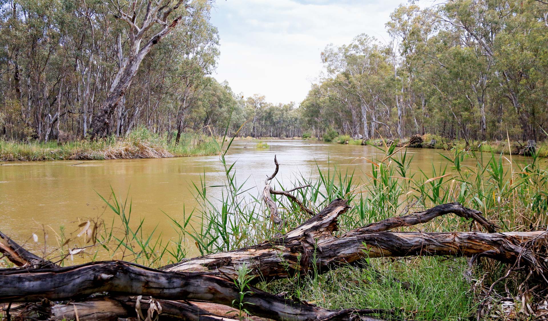 A body of water surrounded by trees