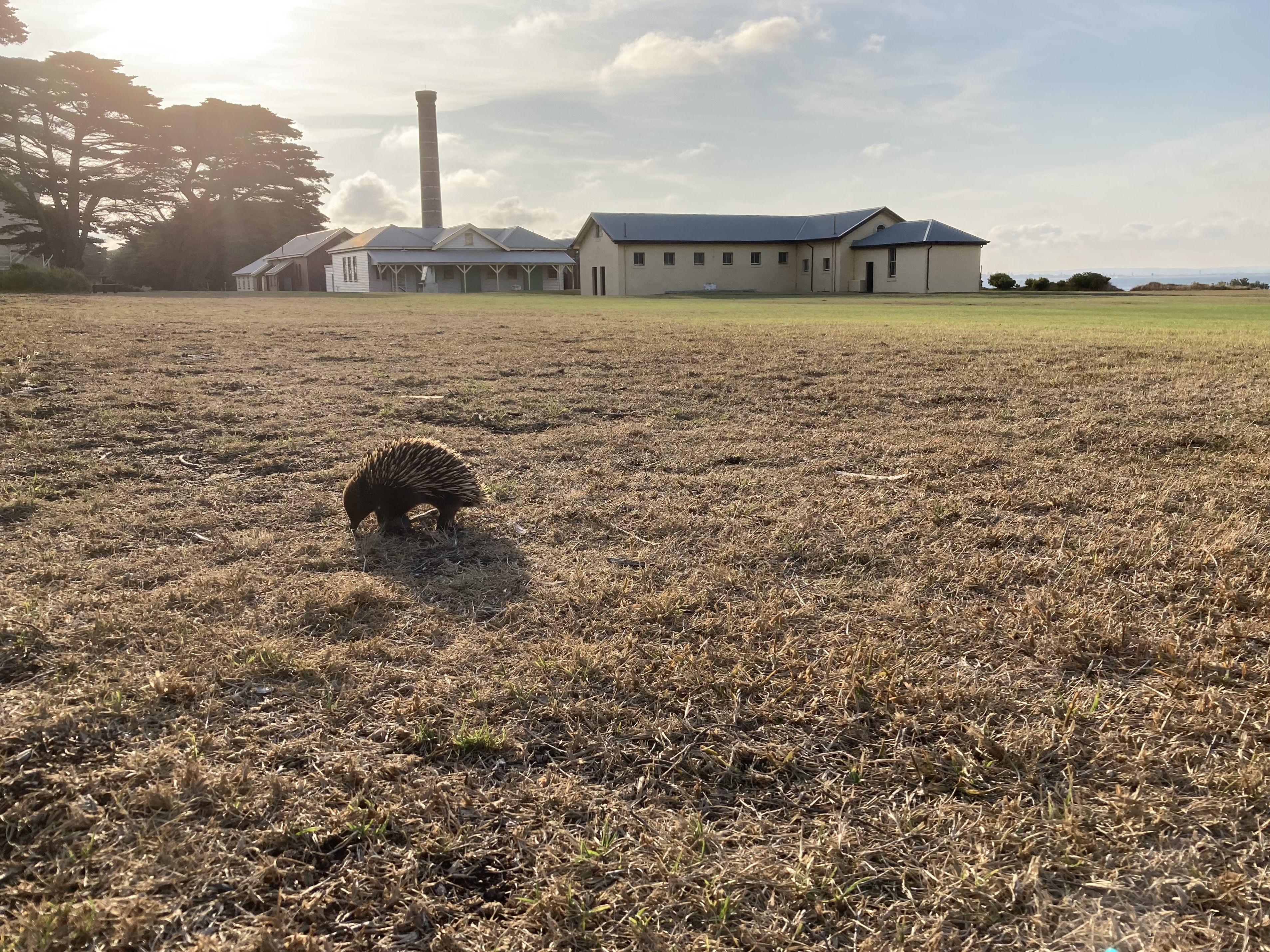An echidna walks across the grassy field during sunrise at Point Nepean National Park Quarantine Station, with white buildings and tall trees in the background. 