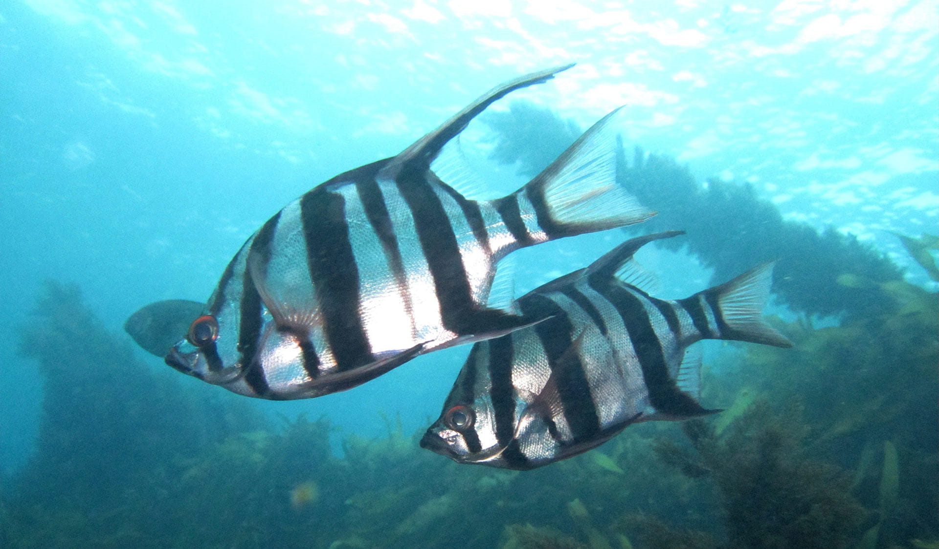 Zebra fish at Port Phillip Heads Marine National Park