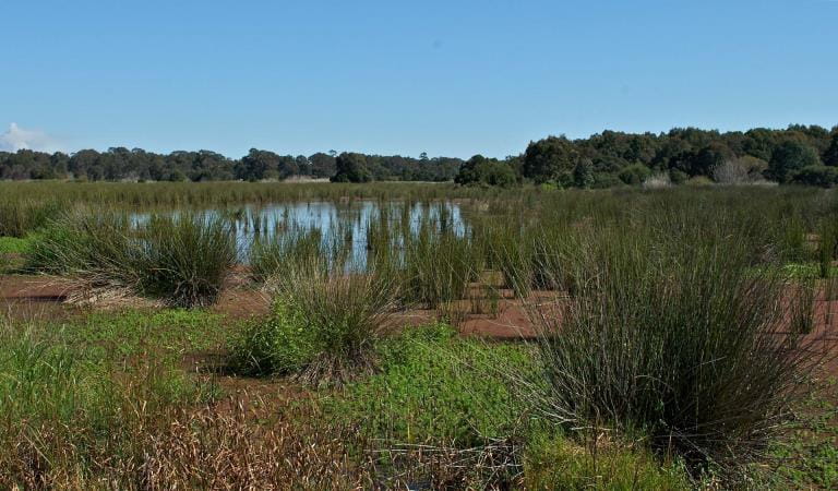 An expansive wetland with green reeds under a bright blue sky.