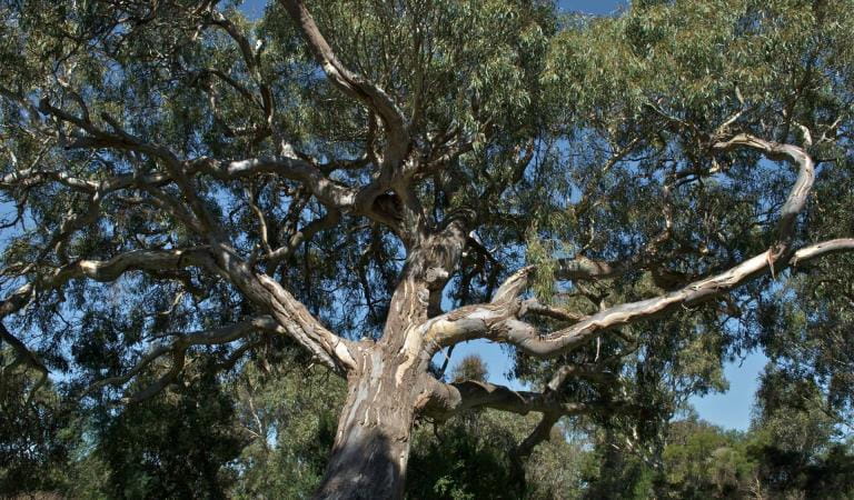 A large tree with a blue sky seen between the branches.