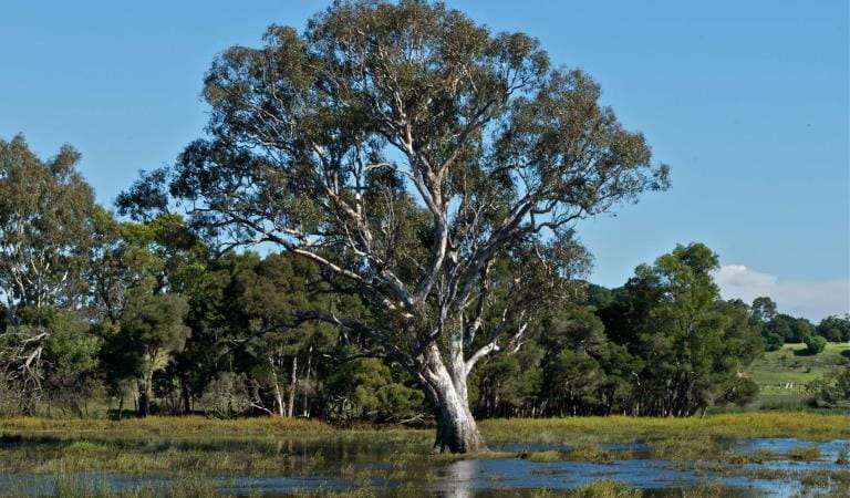An expansive wetland, a single large tree stands in the centre.