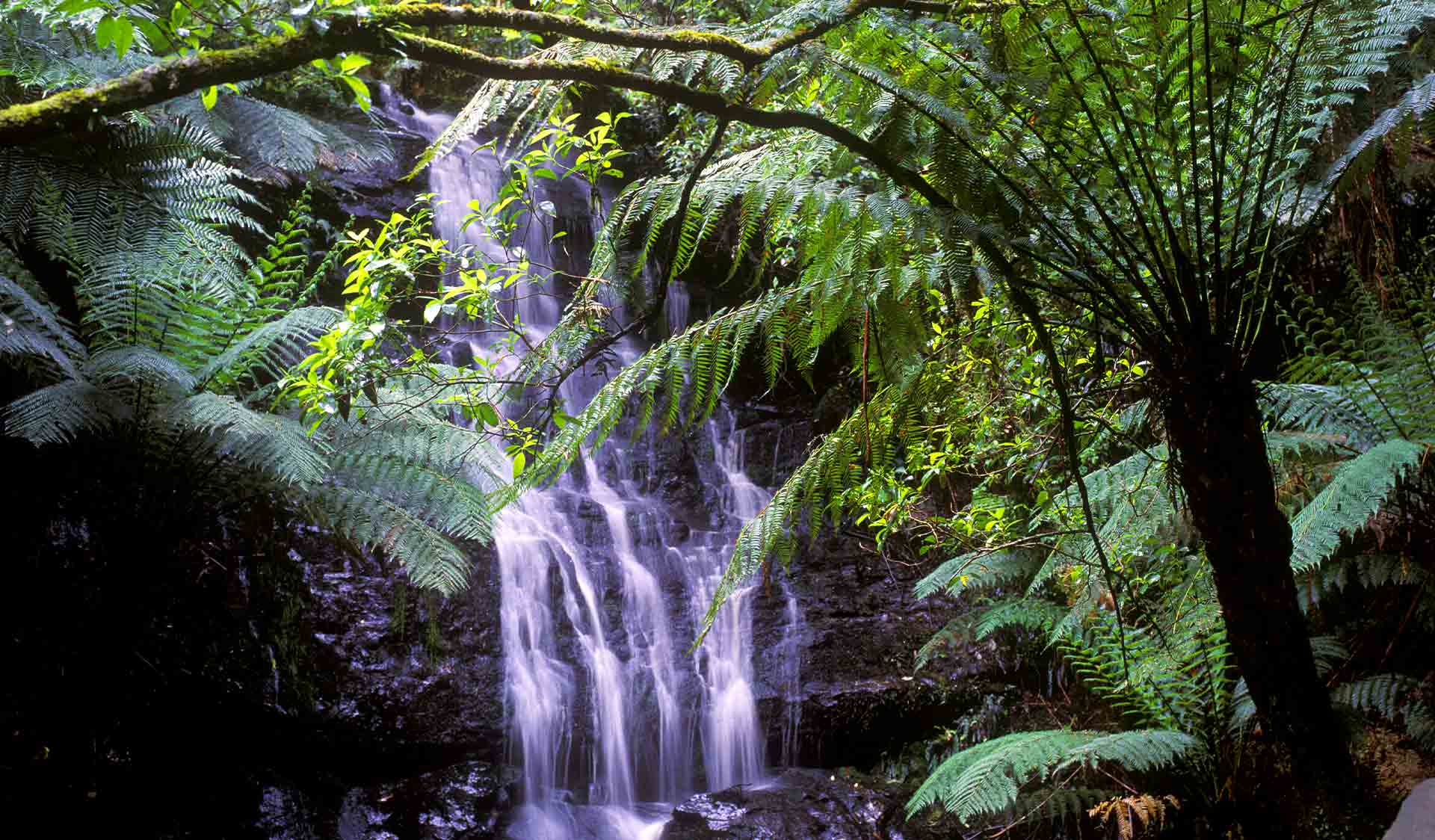 A waterfall in the Tarra Bulga National Park