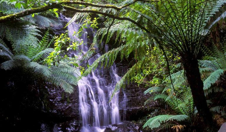 A waterfall in the Tarra Bulga National Park