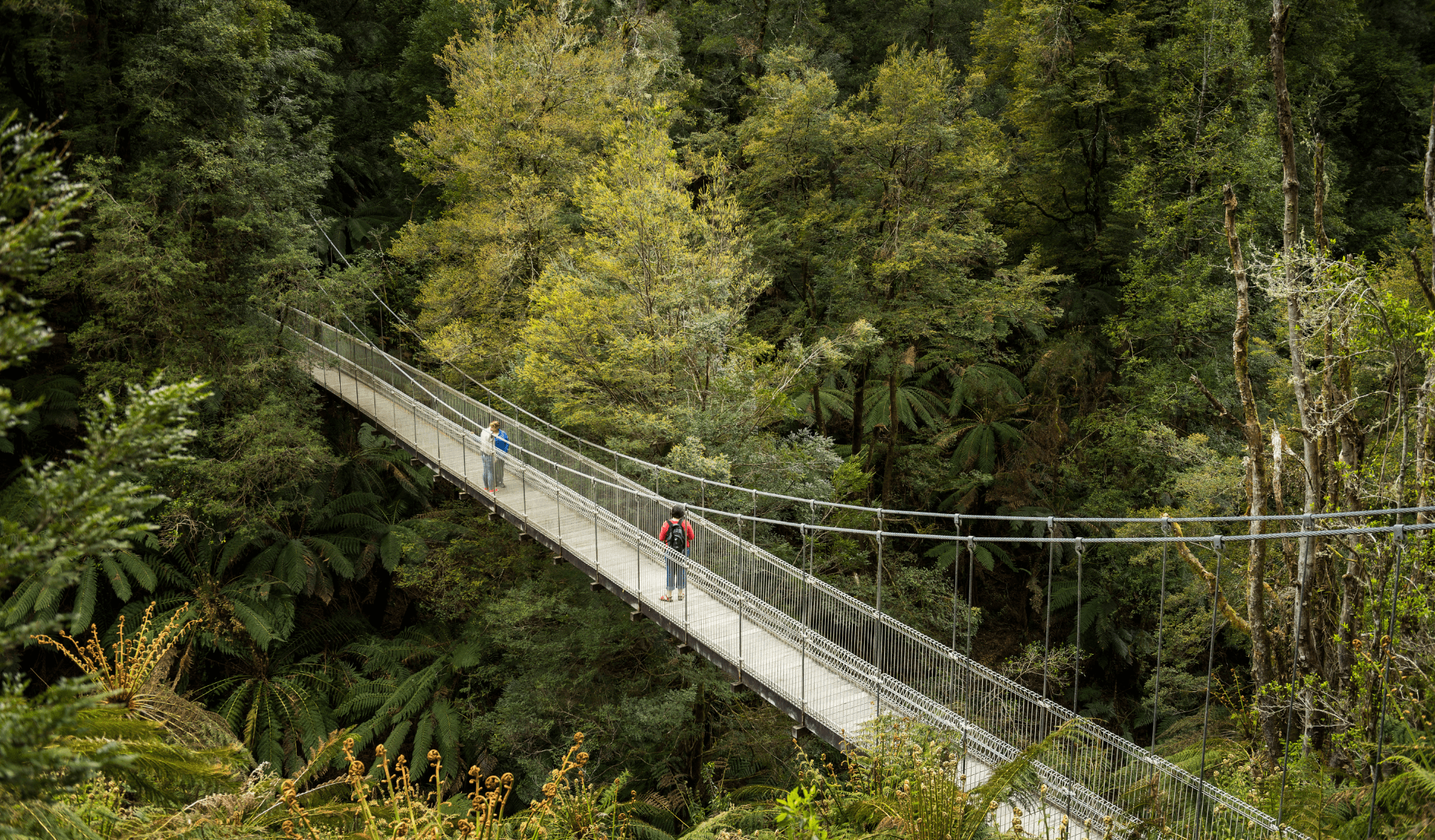 Suspension bridge in Tarra Bulga National Park