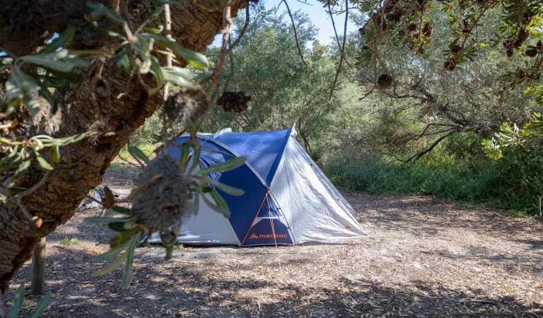 A tent setup next to a banskia serrata tree at Emu Bight Campground in the Lakes National Park