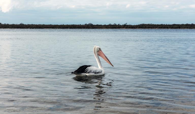 A pelican on the water at the Lakes National Park in Gippsland.