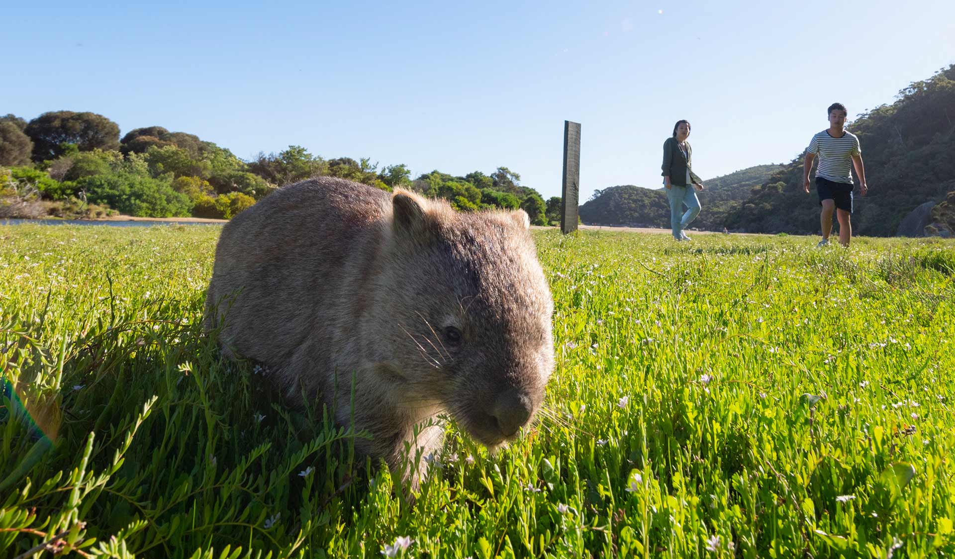 An inquisitive wombat explores the grass while two tourists look on.