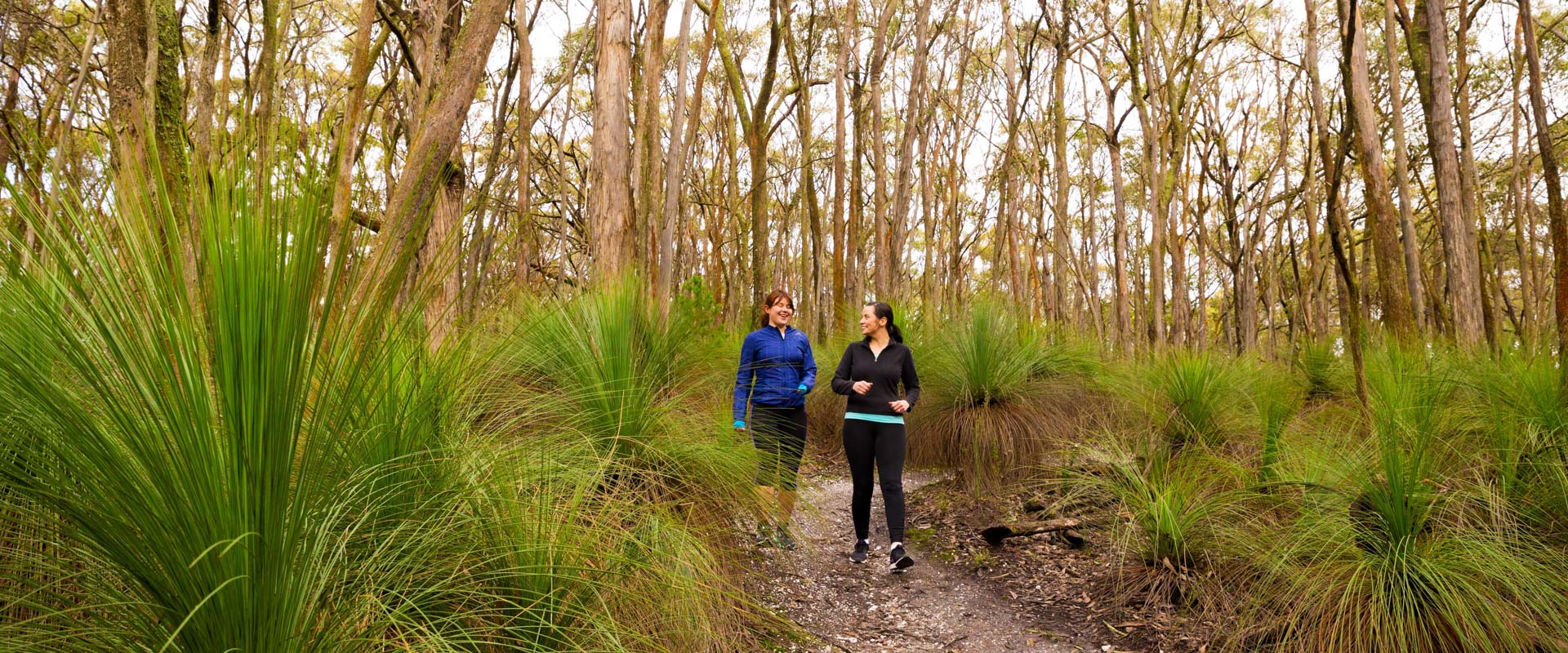 Two people on a walking track surrounded by a mature lush forest. 