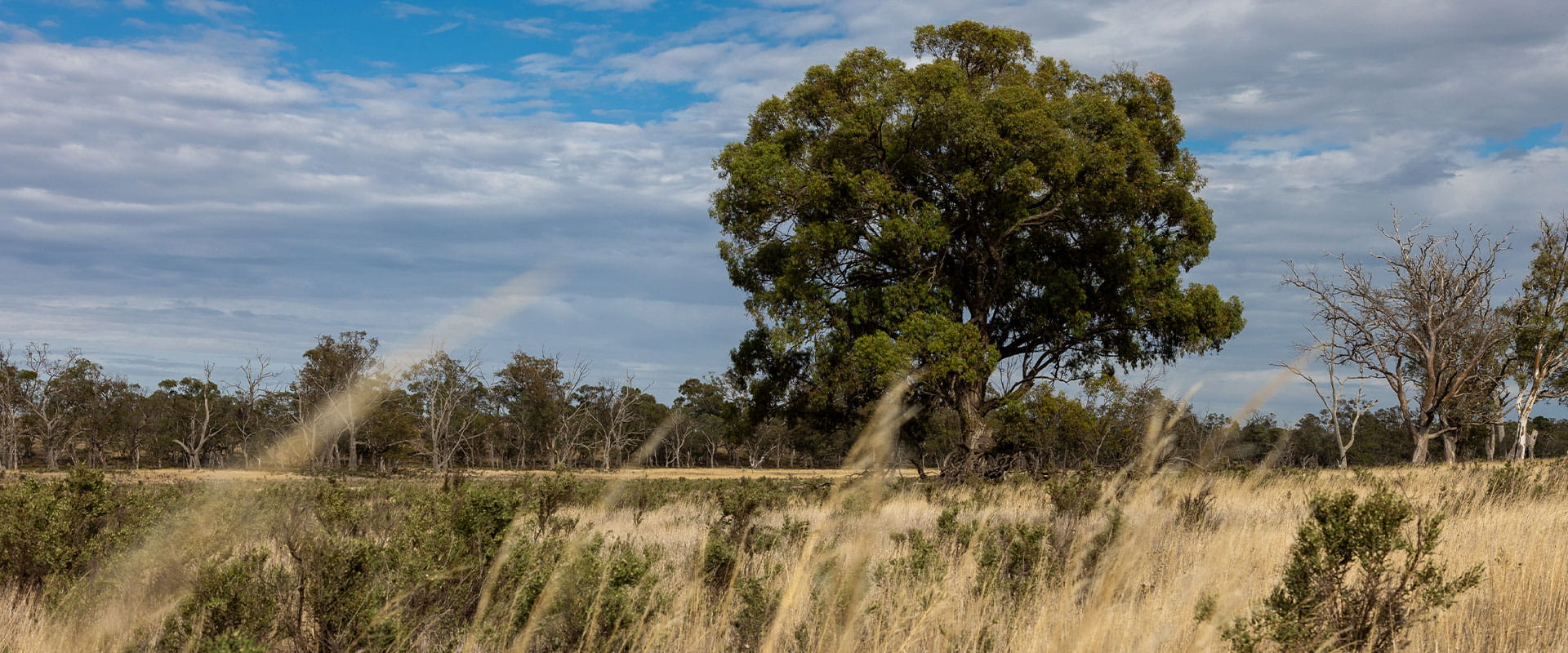 A large river red gum tree on a mallee flood plain