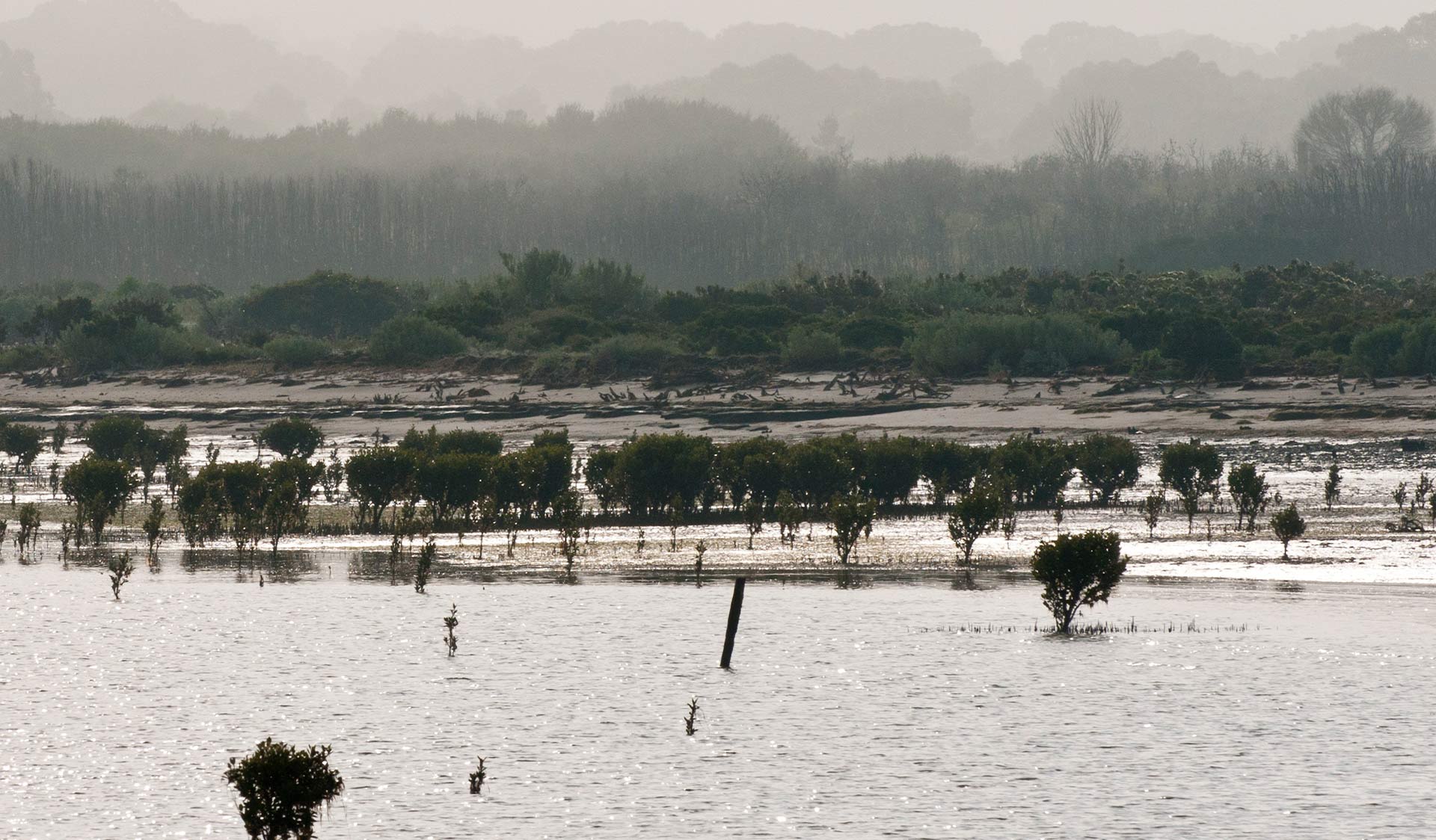 Mangroves at Yaringa Marine National Park