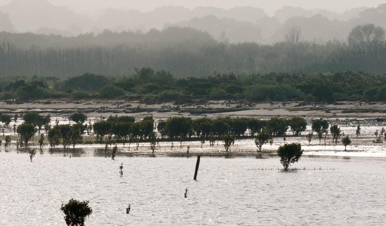 Mangroves at Yaringa Marine National Park