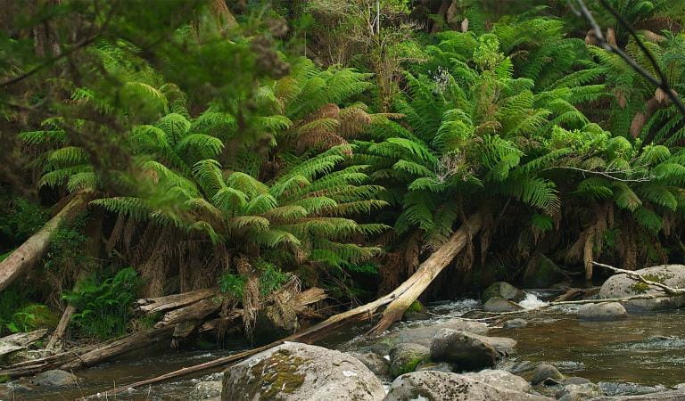 Ferns in the background and a body of water with rocks in the foreground.