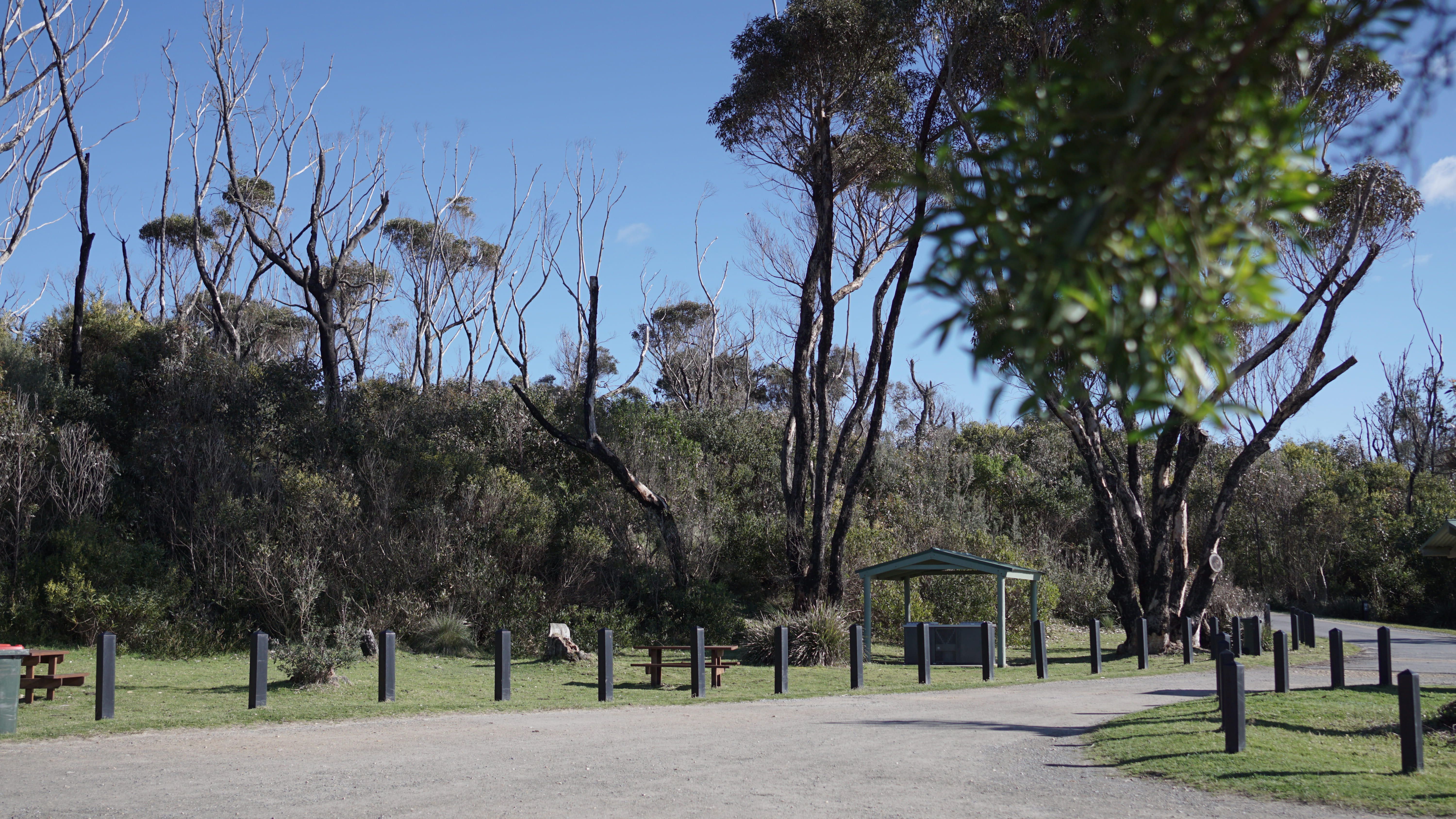 Coastal trees stand behind a bitumen road in the middle with small timber bollards for cars to stop and park. There is a grassed lawn either side of the road and a visitor green timber seat and shelter in the distance
