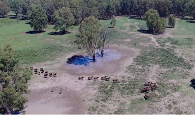 Steamer Plain in Barmah National Park 2019