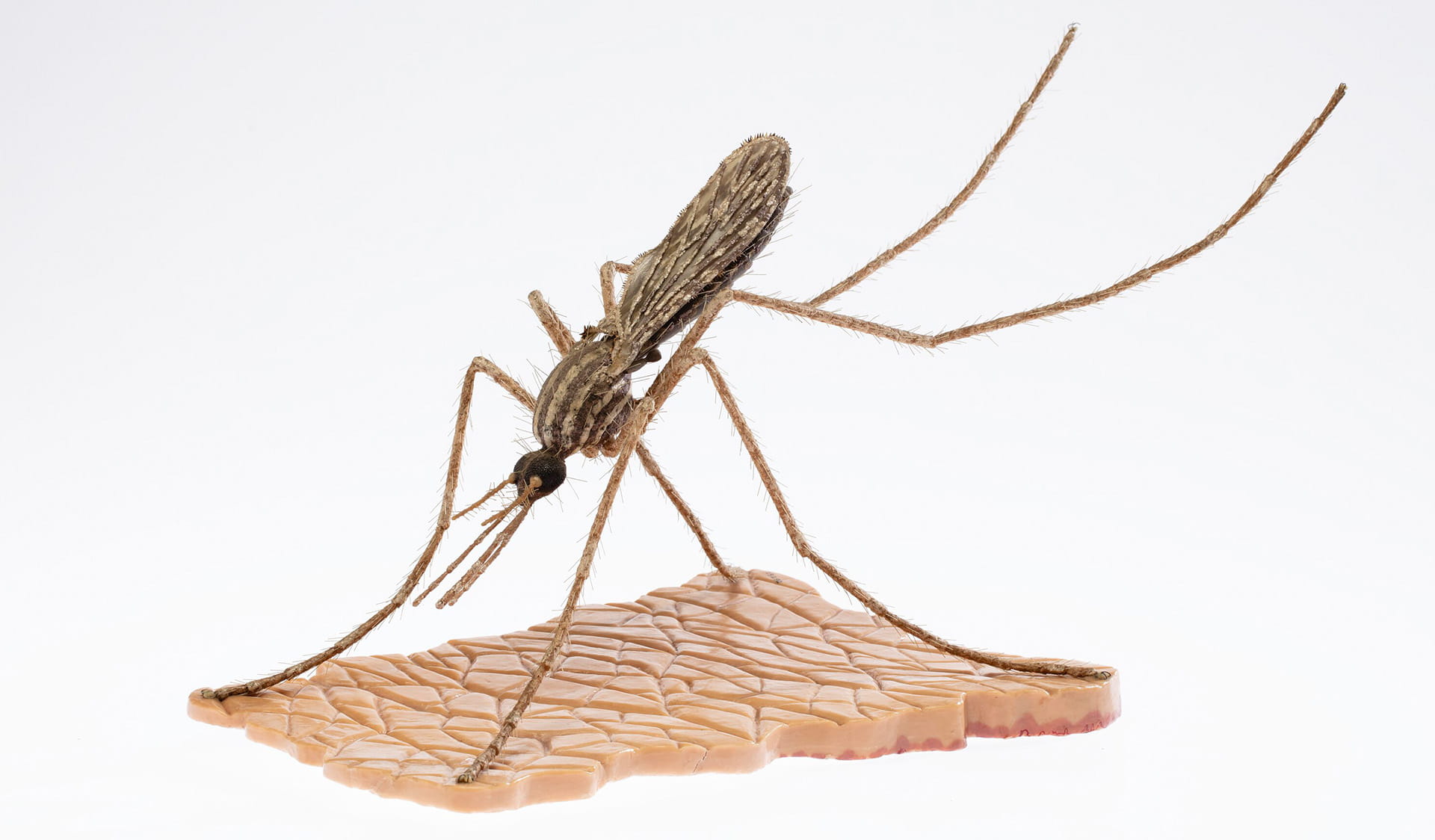 An extreme close-up of a mosquito resting on skin
