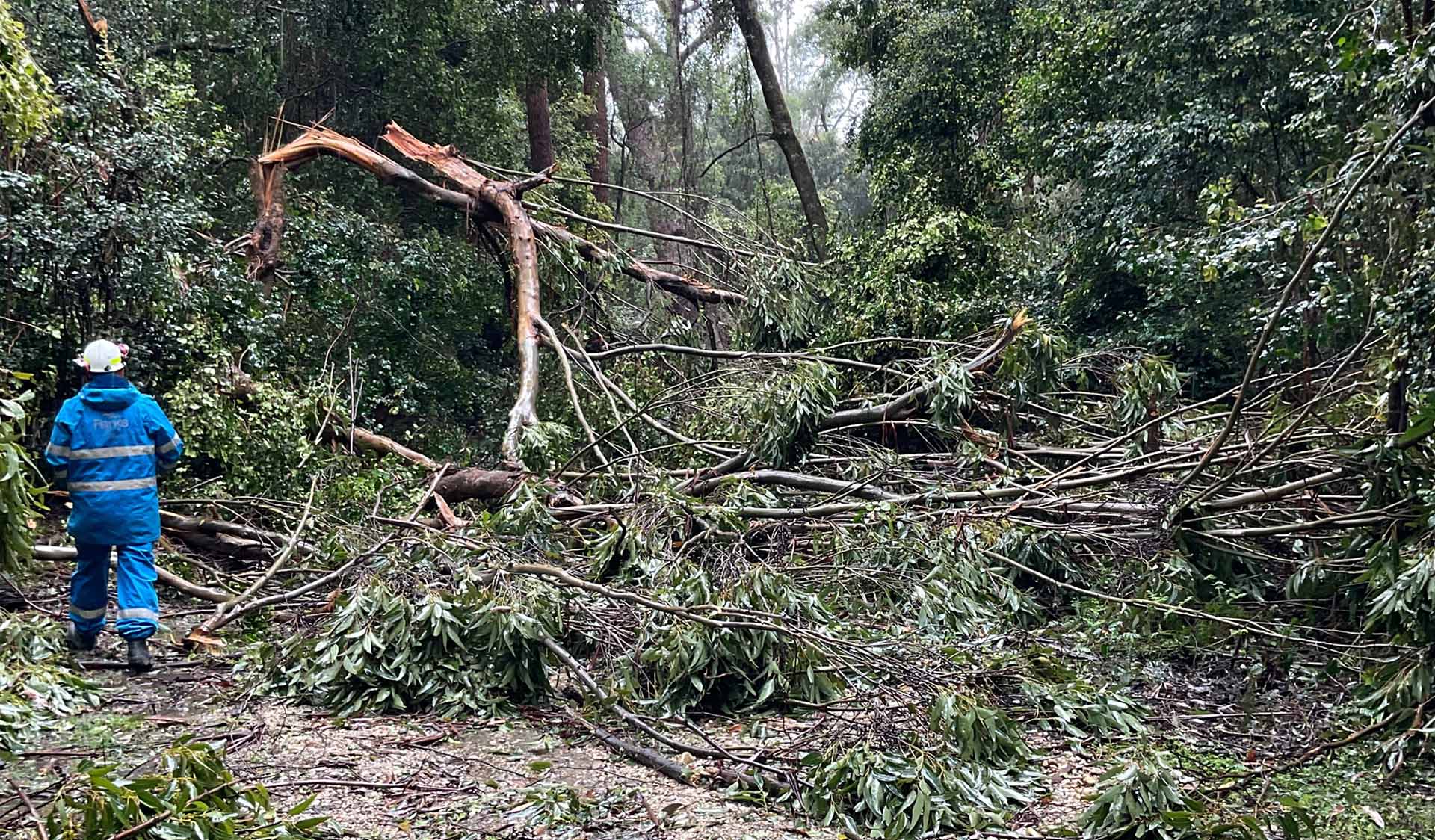 A person in safety attire surveys a tree that has been snapped in half