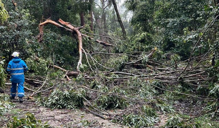 A person in safety attire surveys a tree that has been snapped in half