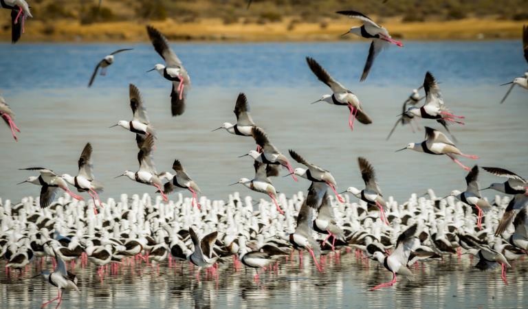 Banded-Stilts-Gippsland-Lakes-Coastal-Parks