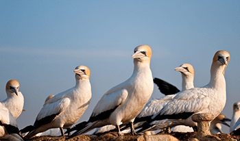 Gannets on a rock in Port Phillip Bay