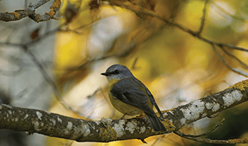 A yellow-breasted robin on a brand