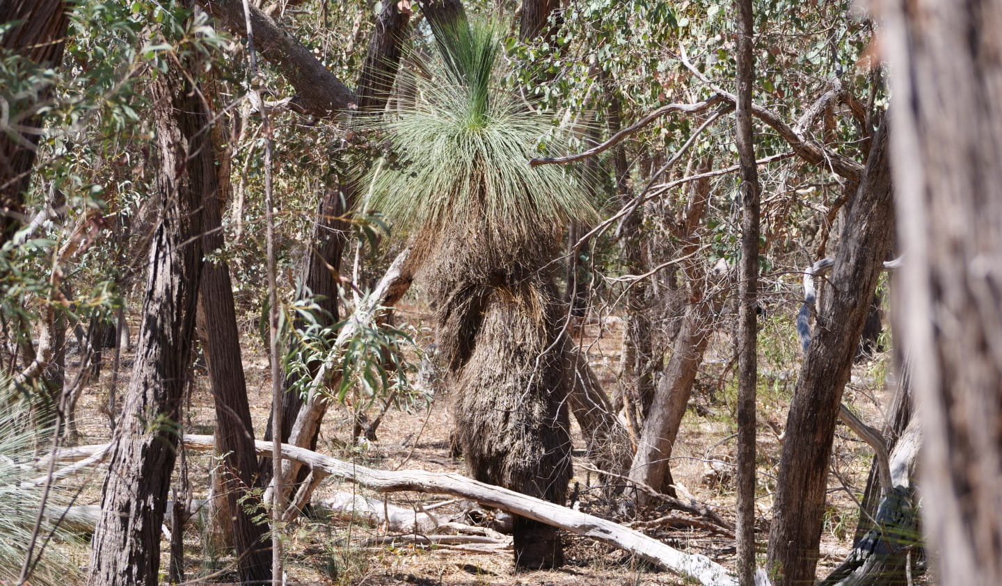 Grass tree in Warby-Ovens National Park