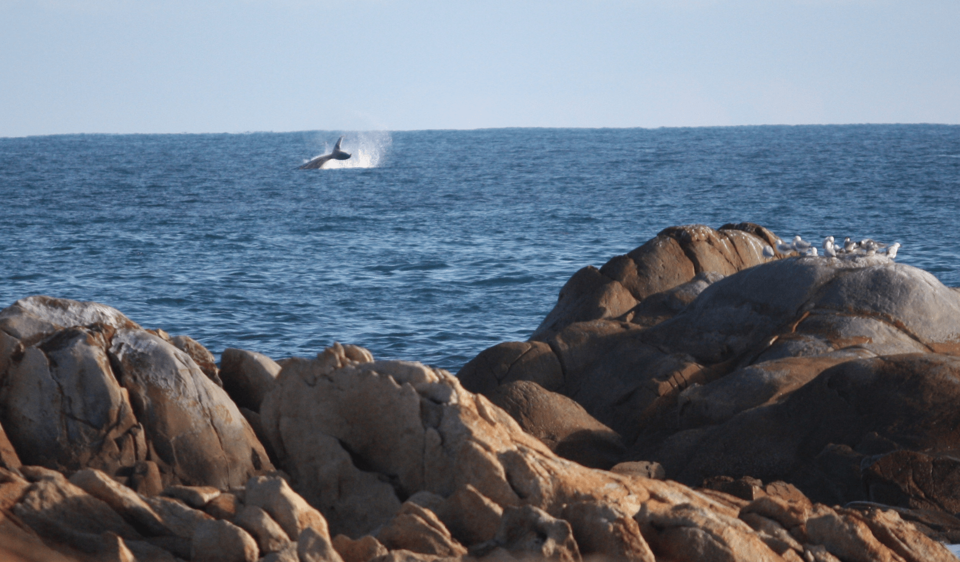 Wwhales breaching the surface at Cape Conran Coastal Park.