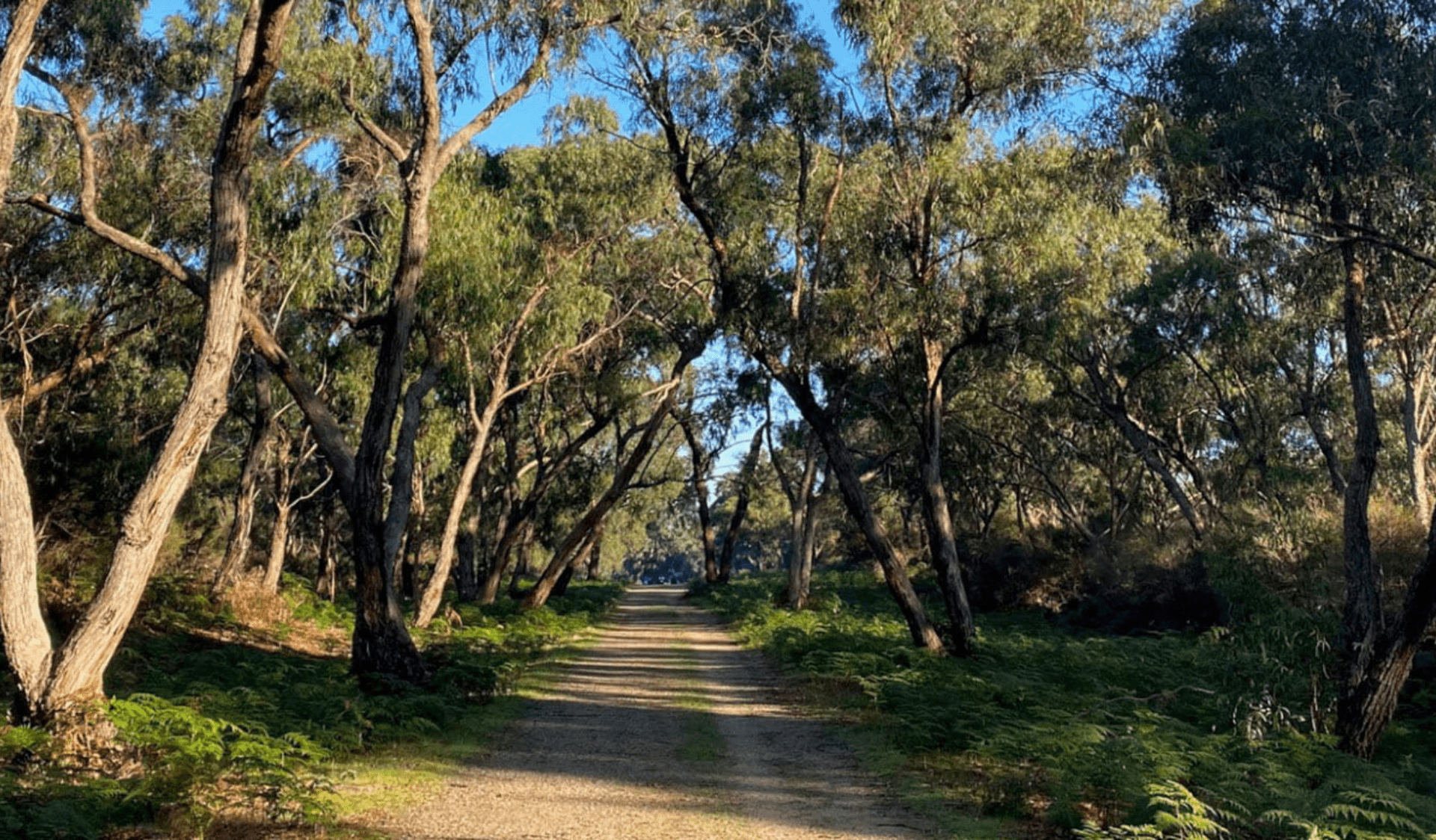 View of footpath from point of view of a visitor at Langwarrin Flora and Fauna Reserve.