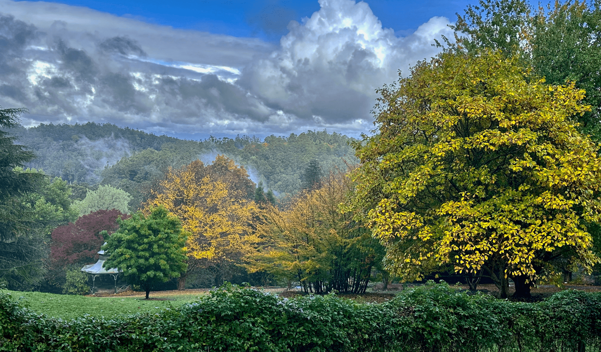 Colourful leaves on trees under white clouds and blue sky.