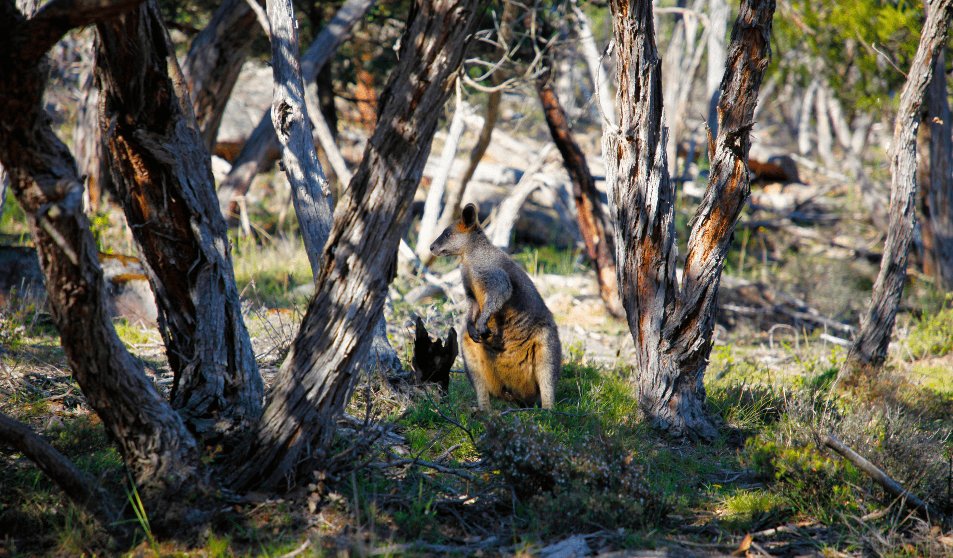 See a variety of local wildlife in large bushland parks like this kangaroo standing in the shade.