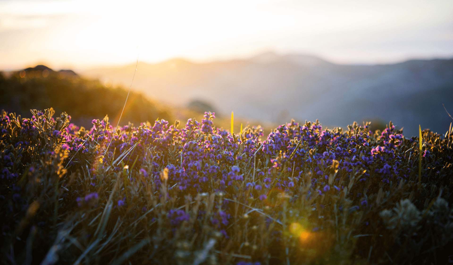 Close up views of wildflowers in Alpine National Park.