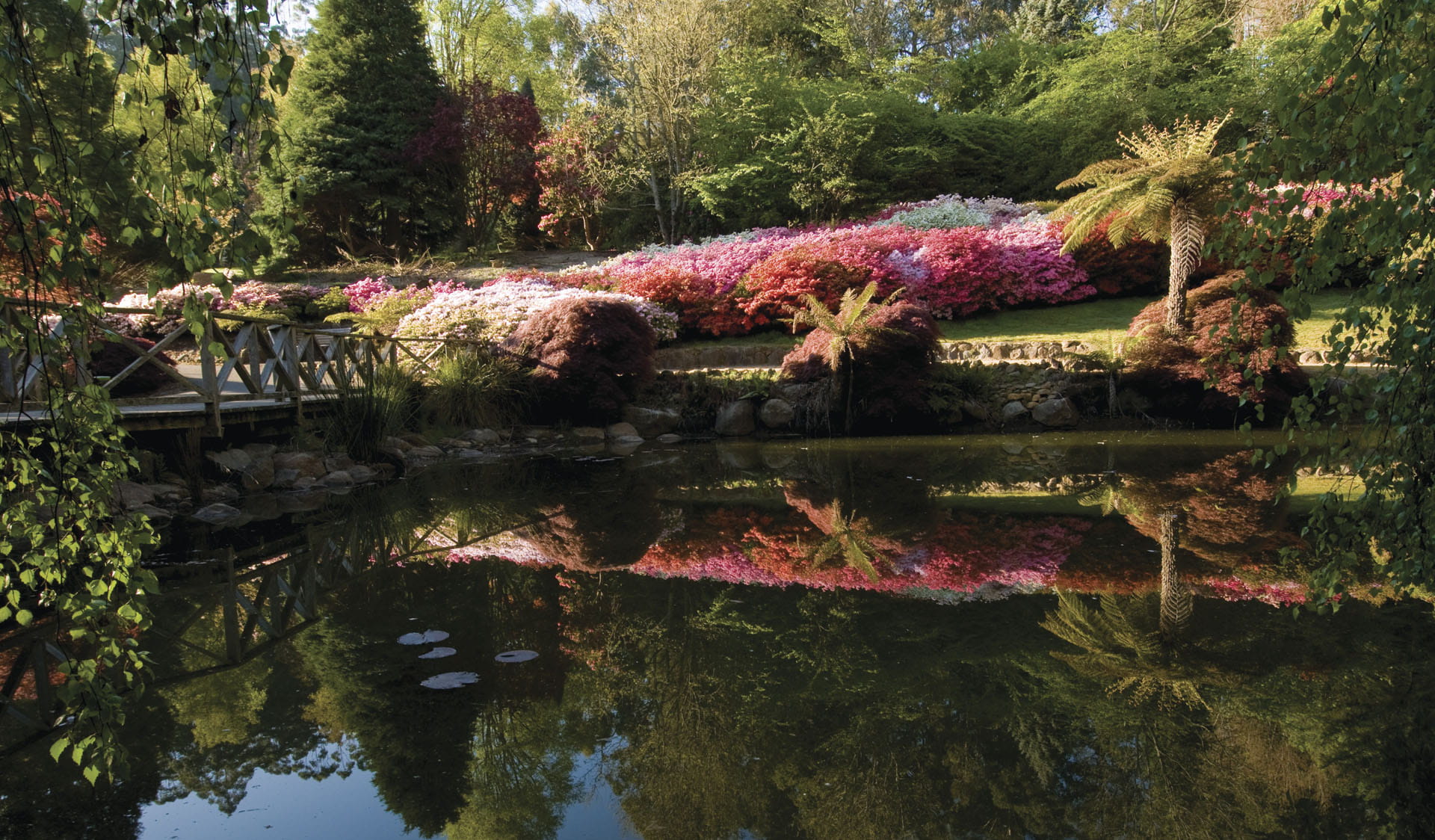 Flowers over lake at Dandenong Ranges Botanic Garden