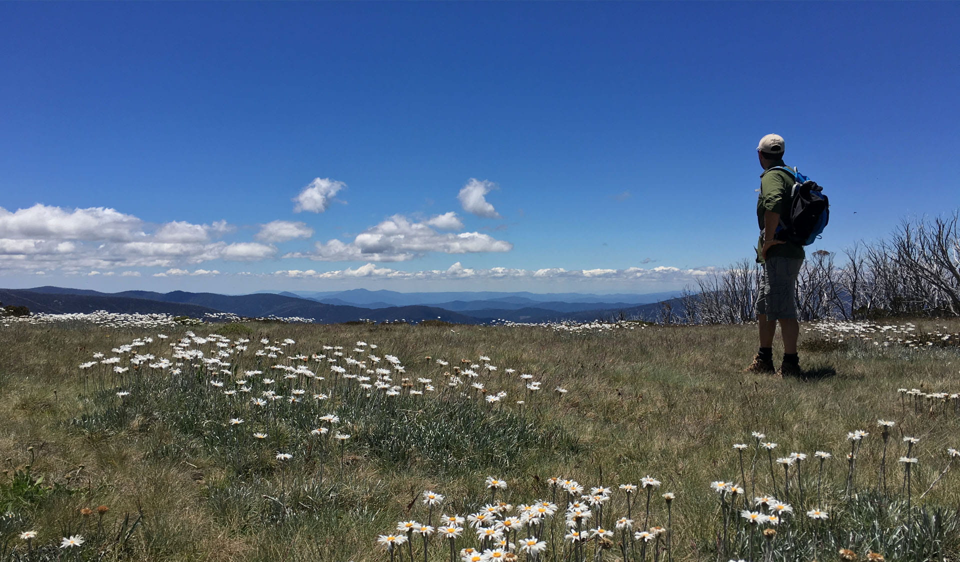 Hiker overlooking wildflowers at Falls Creek, Alpine National Park