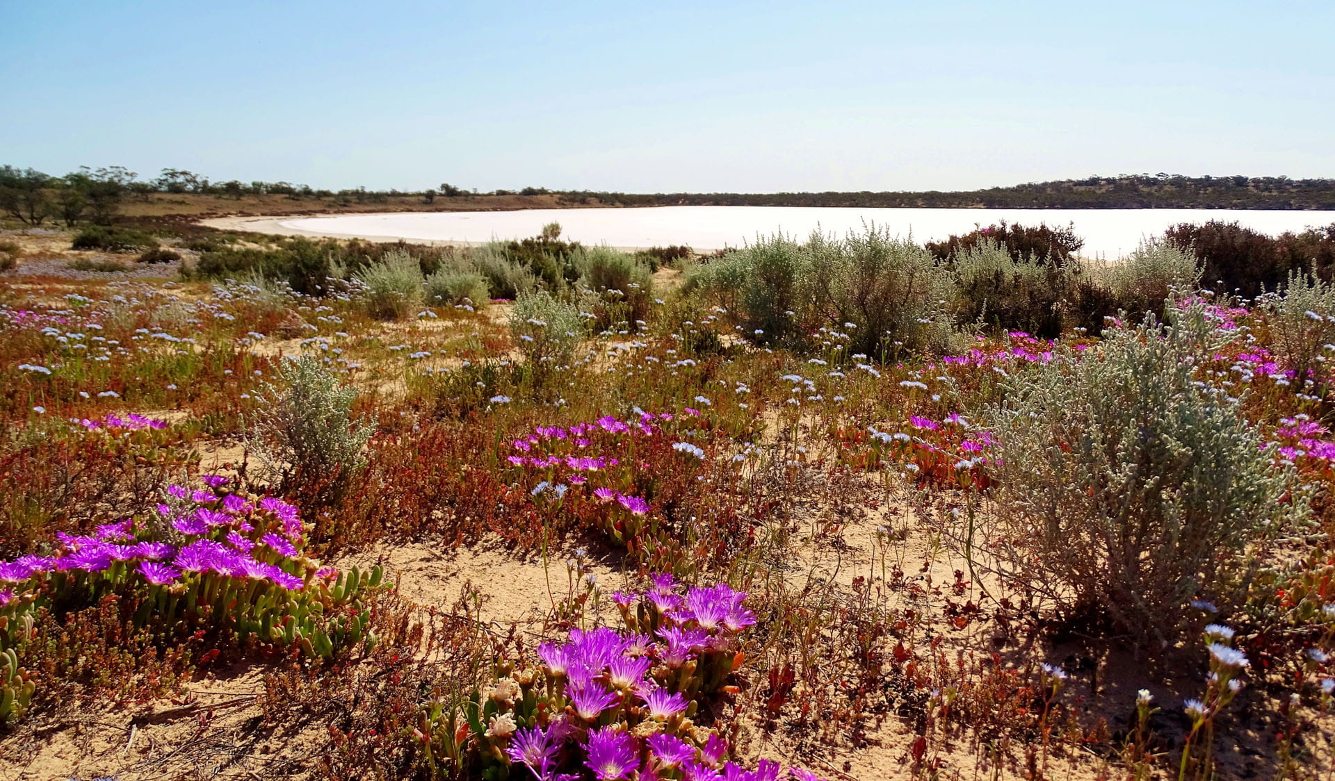 Wildflowers at Pink Lakes, Murray-Sunset National Park