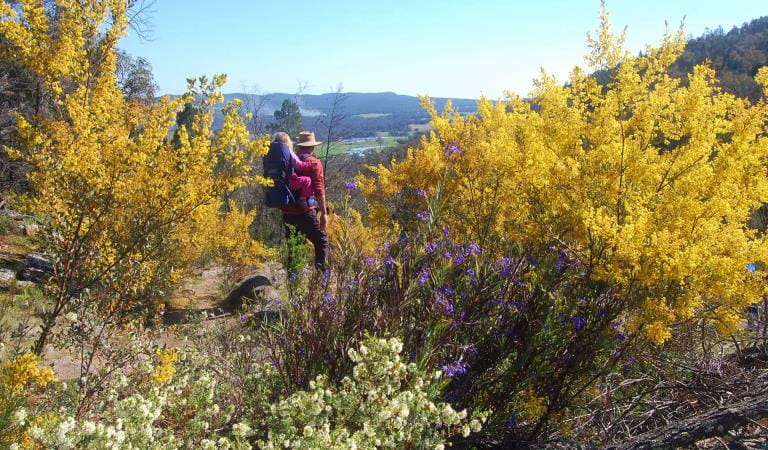 Man with child overlooking wildflowers at Scenic Gorge Drive, Beechworth Historic Park