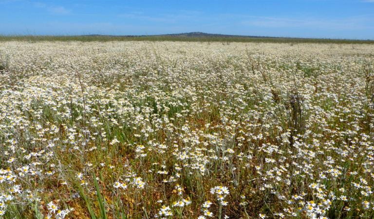 Wildflowers at Terrick Terrick National Park