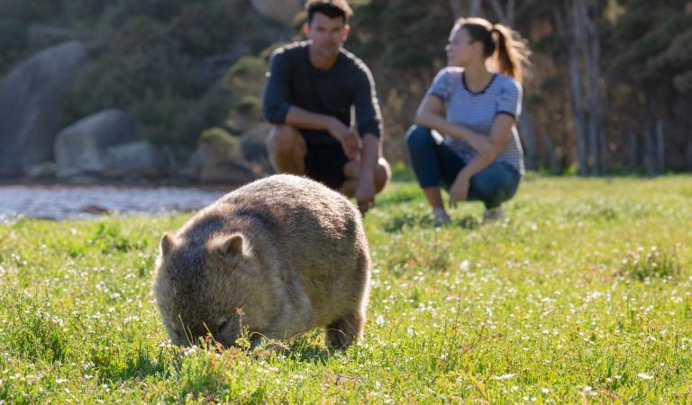 A couple looks on at a Wombat on Wilsons Promontory National Park,